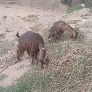 Буз, Вахдат