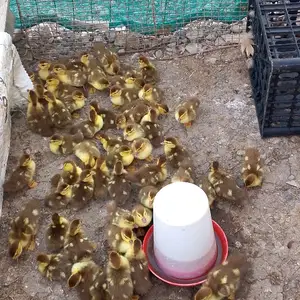 Чучаи мургоби сурх, Абдурахмони Джоми