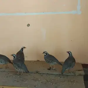 Кабк, Зафарабад