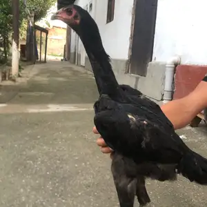 Чучаи дакан, Душанбе