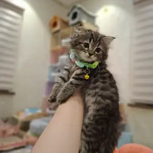Шотландский вислоухий котёнок, Худжанд