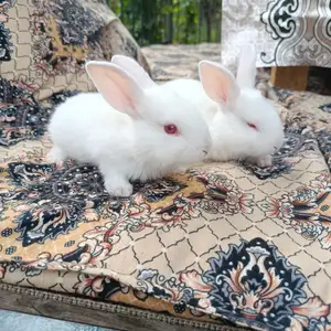 Харгуши хиколь, Нурек