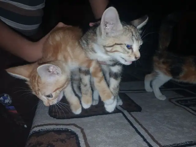 Котята даром, Худжанд