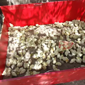 Чуча, Гиссар