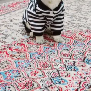 Кот на вязку, Душанбе