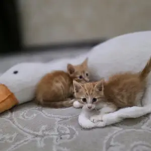 Кошки, Душанбе