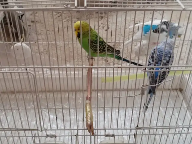 Тутихои хонаги, Душанбе