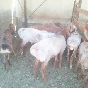 Кошкор бара, Худжанд