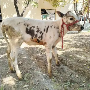Гуночинча, Худжанд