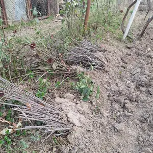 Розы саженцы, Душанбе