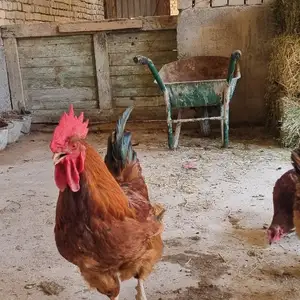 Хуруз, Худжанд