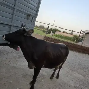 Гов, Ваҳдат