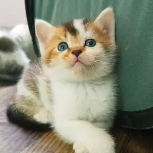 Британские шиншиллы вислоухие кошки, Душанбе