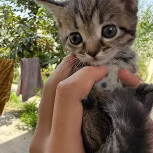 Котенок шиншила, Душанбе