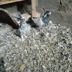 Кафтар, Душанбе