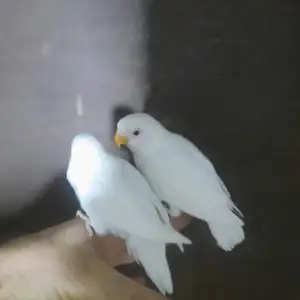 Попугай, Душанбе