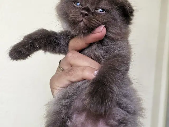 Шотландские котята, Душанбе