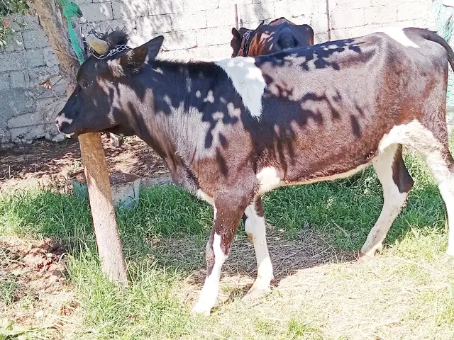 Гуночин, Турсунзаде