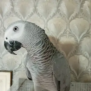 Попугай жако, Душанбе