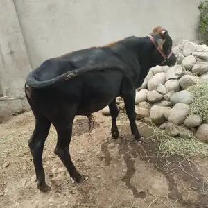 Бука, Душанбе