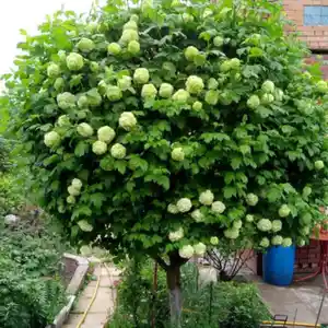 Бульдонез кустарниковый, Душанбе
