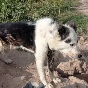 Собака, Турсунзода