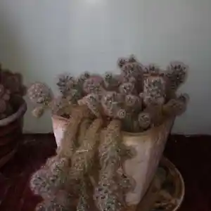 Кактус, Душанбе