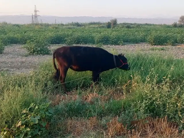 Гов, Худжанд