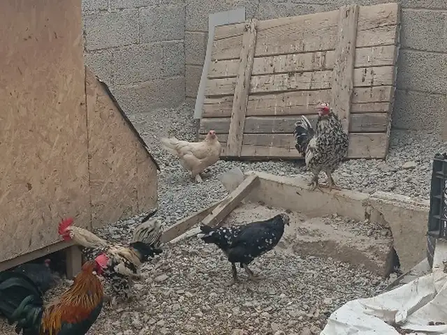 Мургой Японкахо, Шаҳринав