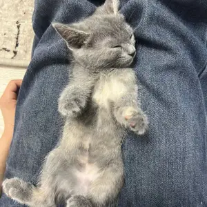 4 месячняя домашняя кошка, Душанбе