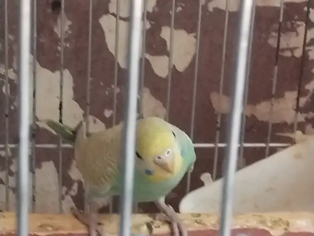 Попугай, Душанбе