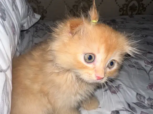 Шотландский вислоухий котенок, Худжанд