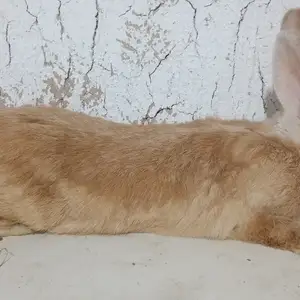 Харгуши бургуни мода 9ки, Душанбе