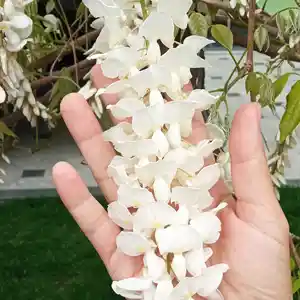 Глициния белая, Душанбе