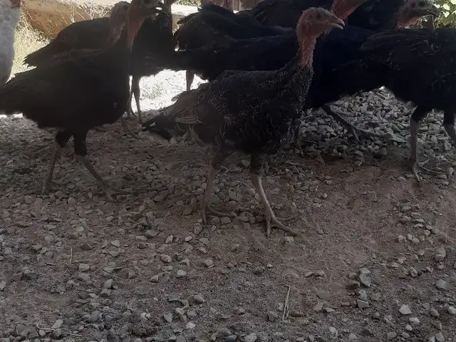 Индук чуча, Яван
