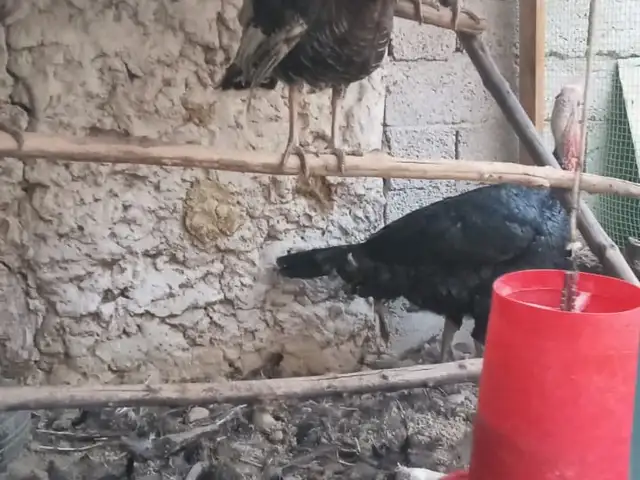 Индюки, Турсунзода