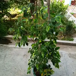 Фикус Бенджамина, Душанбе