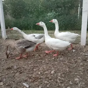 Ғоз Парода Линда, Худжанд