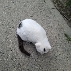 Кот, Душанбе