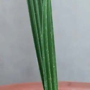 Дерево Финик, Душанбе