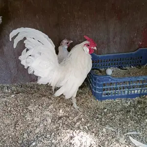 Куры Бентамка, Вахдат