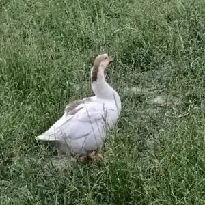 Гоз, Спитамен