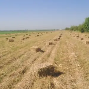 Пресси макка, Бохтар (Курган-Тюбе)