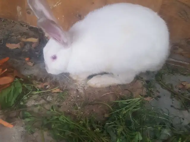 Харгуш, Душанбе