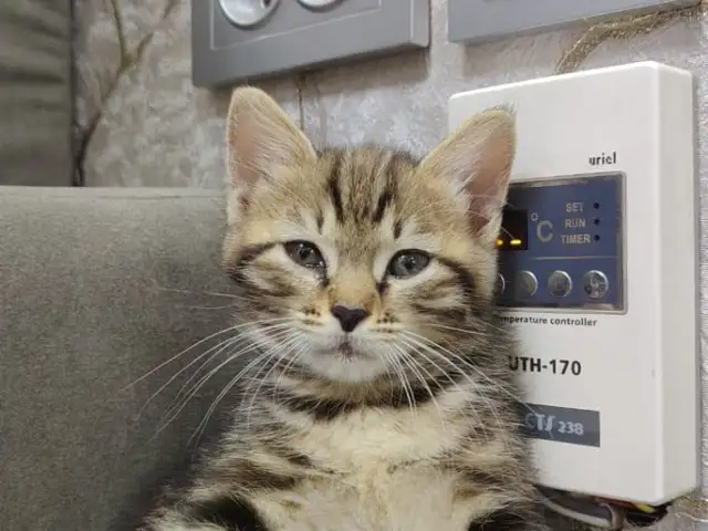 Домашние котята, Хуҷанд