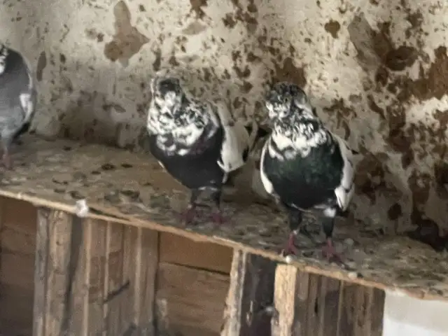 Кафтар, Душанбе