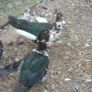 Индоутка, Худжанд