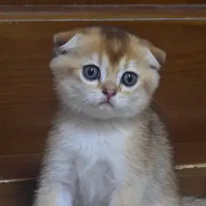 Котята золотой шиншиллы, Душанбе