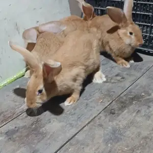 Харгуш, Душанбе
