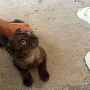Кот шотландский, Душанбе